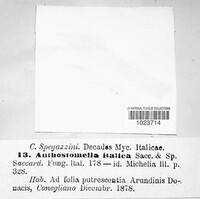 Anthostomella chionostoma image